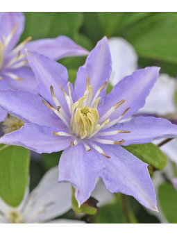 Clematite "Justa"