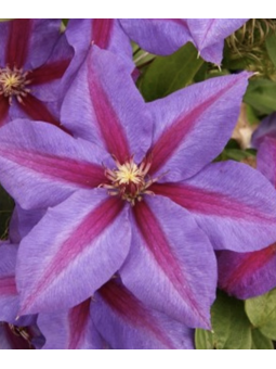 Clématite "mrs Thomson"