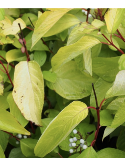 Cornus alba 'Aurea'
