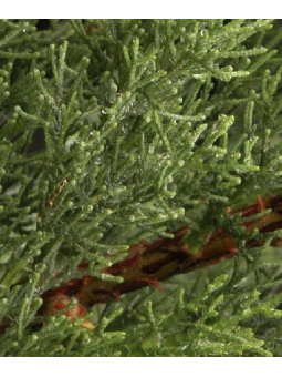 Cupressus sempervirens...