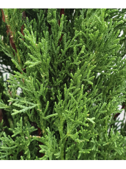Cupressus sempervirens 'Totem'