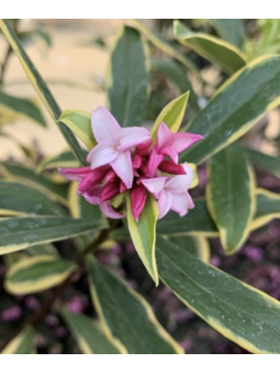 Daphne odora aureomarginata