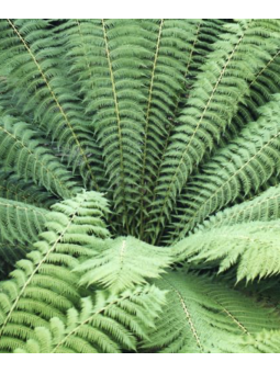 Dicksonia antartica
