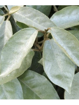 Eleagnus ebbengei 'compacta'