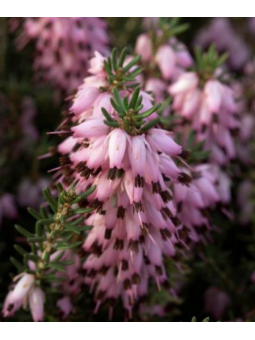 Erica darleyensis 'Jw porter'