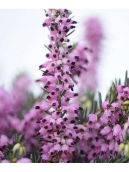 Erica darleyensis 'Kramer s...