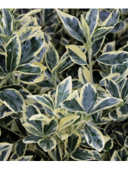 Euonymus 'Bravo'