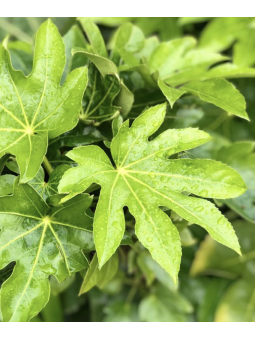Fatsia japonica