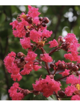 Lagerstroemia indica 'Pink...