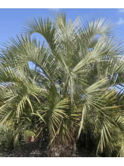 Butia capitata