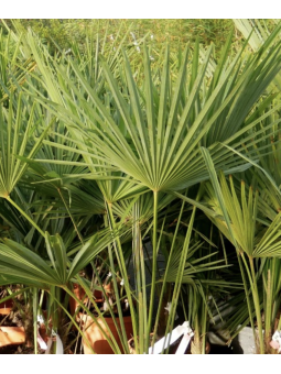 Chamaerops excelsa tronc...