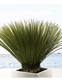 Yucca rostrata