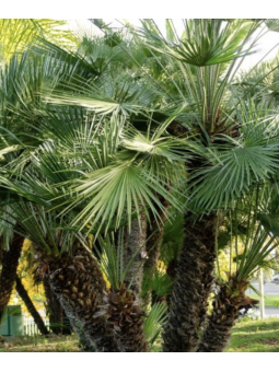Chamaerops excelsa  3 - 4...
