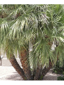 Chamaerops humilis