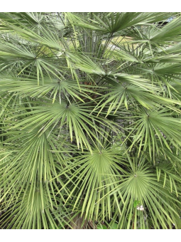 Chamaerops humilis exemplaire