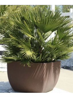 Chamaerops humilis 'vulcano'