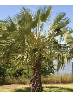 Chamaerops 'wagneriaunus'