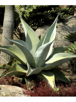 Agave