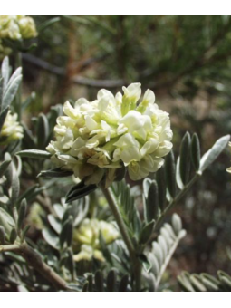 Anthyllis 'barba jovis'