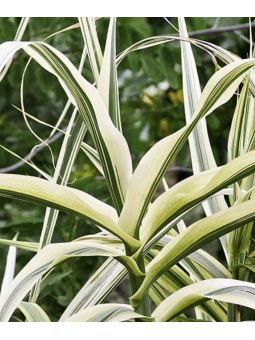 Arundo donax