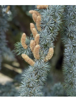 Cedrus atlantica 'Glauca'