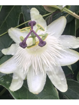 Passiflora 'caerulea...