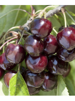 Cerisier 'Reverchon'