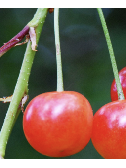 Cerisier 'Montmorency'