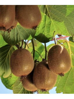 Kiwi