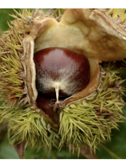 Châtaignier 'Marigoule'