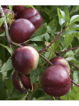 Brugnon 'Nectarose'