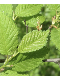 Ulmus resista 'Sapporo Gold'