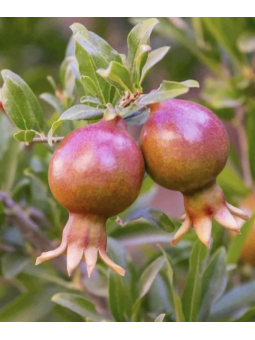 Grenadier à fruits