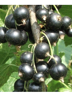 Cassis 'Andega'
