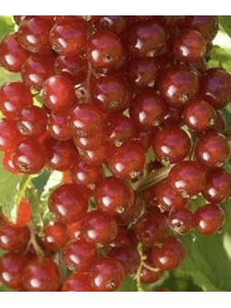 Groseillier à grappe 'Junifer'