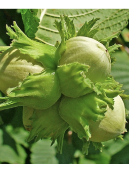 Noisetier 'Webb's Prize'