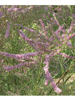 Tamaris africana 'Pink...