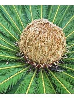 Cycas revoluta