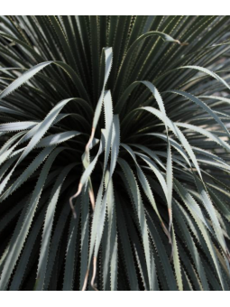 Dasylirion 'glaucophyllum'