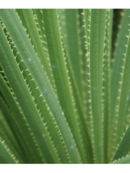 Dasylirion 'longissinum'