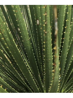 Dasylirion 'serratifolium'