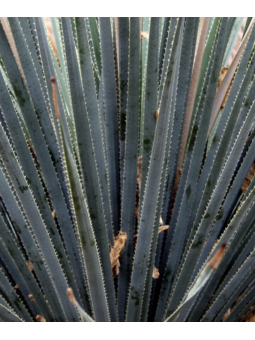Dasylirion 'wheeleri'