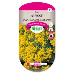 Alysse saxatile corbeille d'or